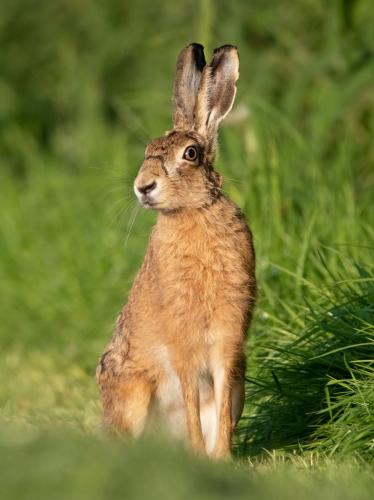 Hare