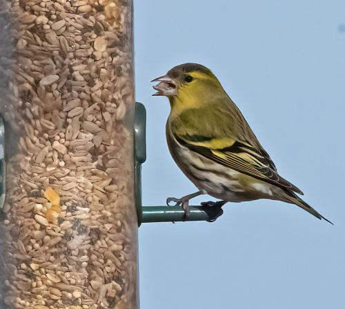 23 Feb 2023, Parkside, Cumbria -Siskin