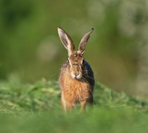hare