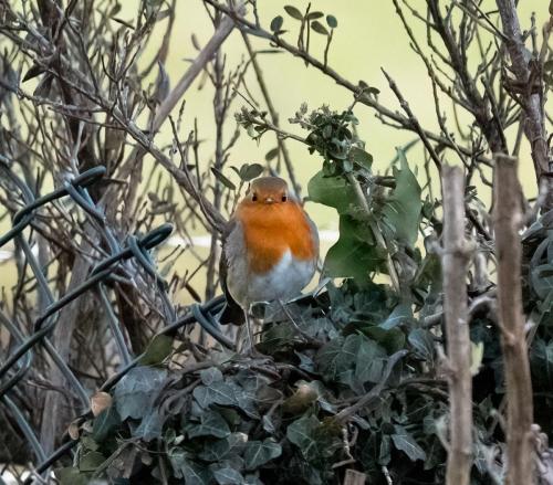 23 Feb 2023, Parkside, Cumbria -Robin