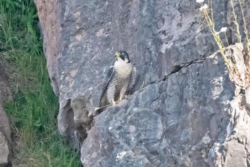 Peregrine