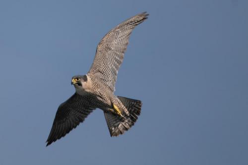 Peregrine