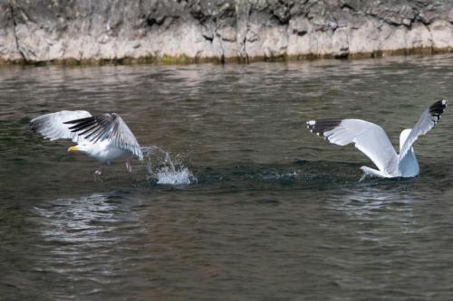 Herring gull