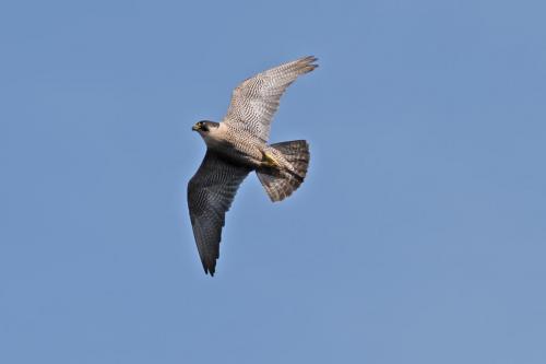 Peregrine