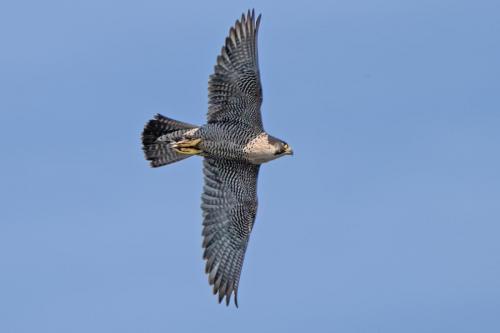 Peregrine