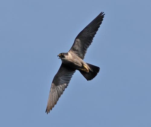 Peregrine
