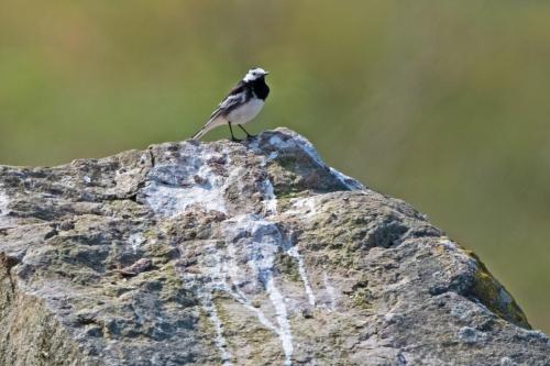 Pied Wagtail