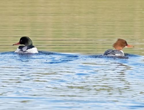 23 Feb 2023, Parkside, Cumbria -Male and Female Gooseander on the pond