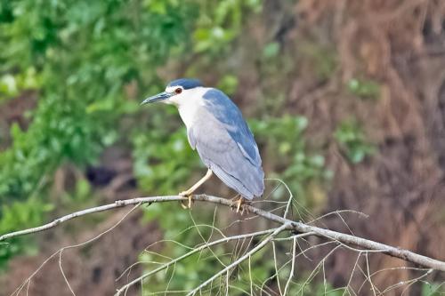 Night Heron