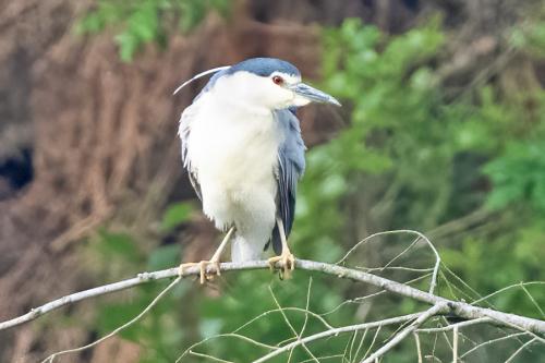 Night Heron