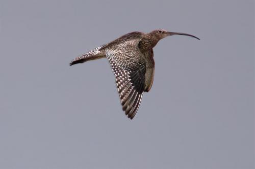 Curlew