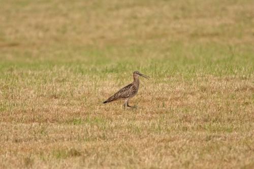 Curlew