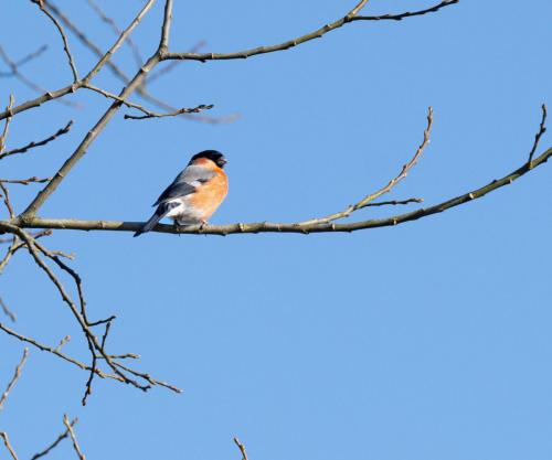23 Feb 2023, Parkside, Cumbria -Bullfinch
