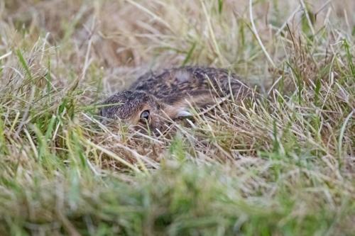 Hiding Leveret