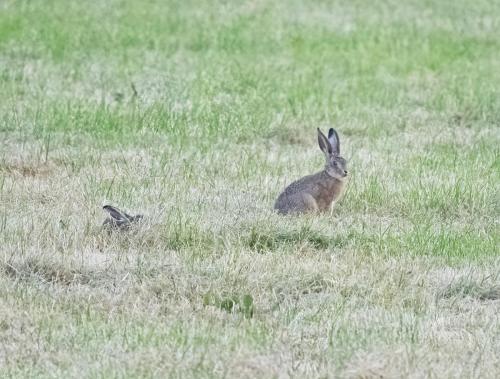 Hare and Leveret