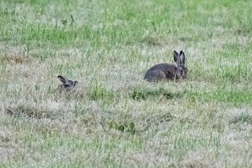 Hare and Leveret