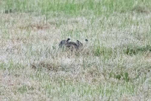 Leveret