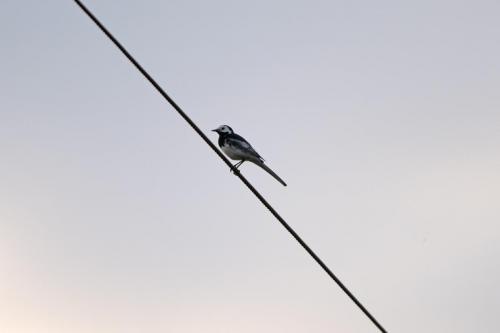 Pied Wagtail