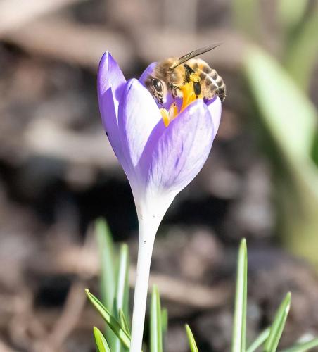 23 Feb 2023, Parkside, Cumbria -Honey Bee on flower
