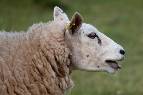 Shouting Sheep