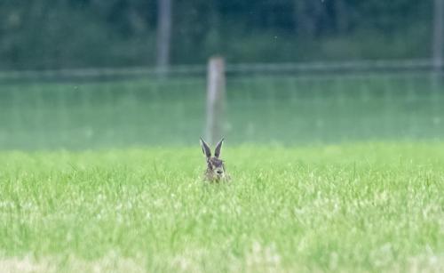 Hare