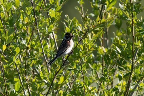 Reed Bunting