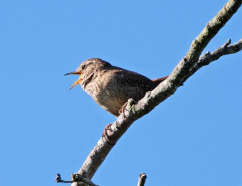 Wren Singing