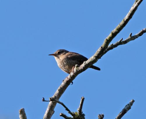 Wren