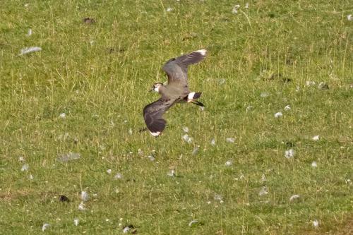Lapwing