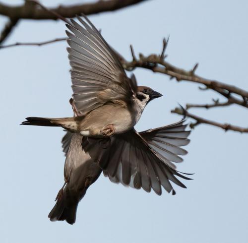 23 Feb 2023, Parkside, Cumbria -Tree Sparrow
