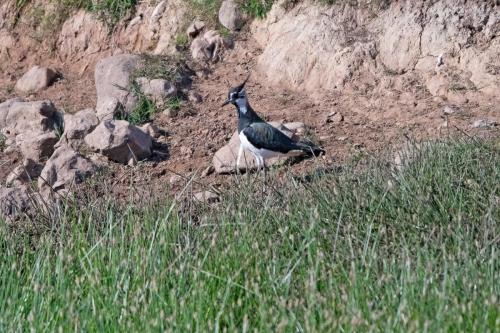 Lapwing