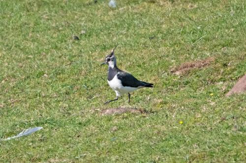 Lapwing