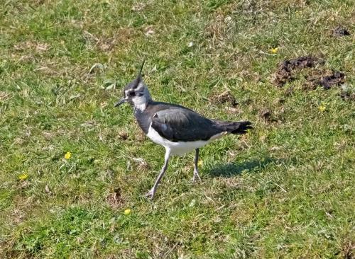 Lapwing