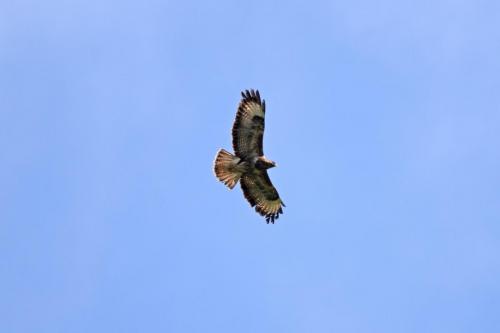 Buzzard