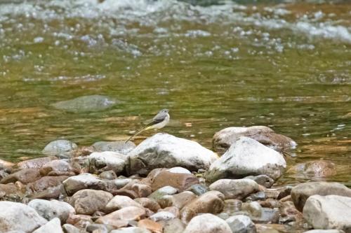 Grey Wagtail