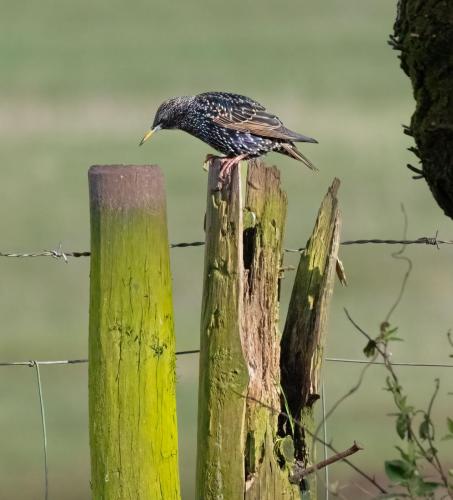 23 Feb 2023, Parkside, Cumbria -Starling