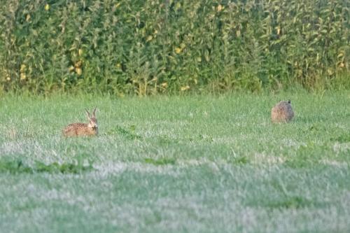 Hares