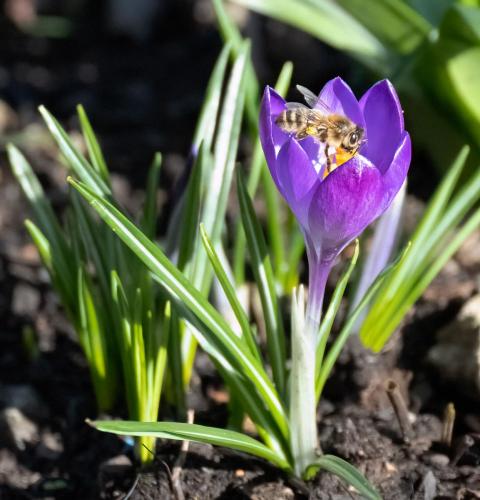 23 Feb 2023, Parkside, Cumbria -Honey Bee