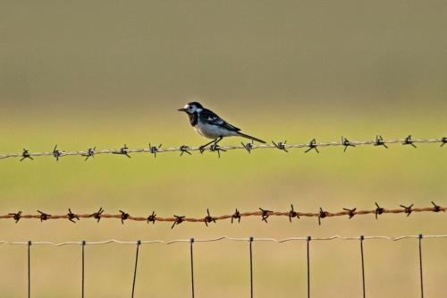 Pied Wagtail