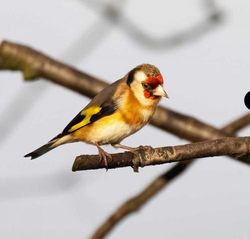 23 Feb 2023, Parkside, Cumbria -Goldfinch