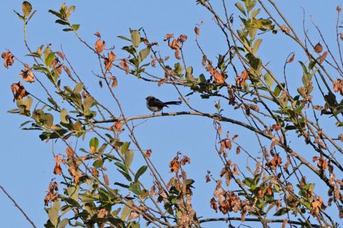Long Tailed Tit
