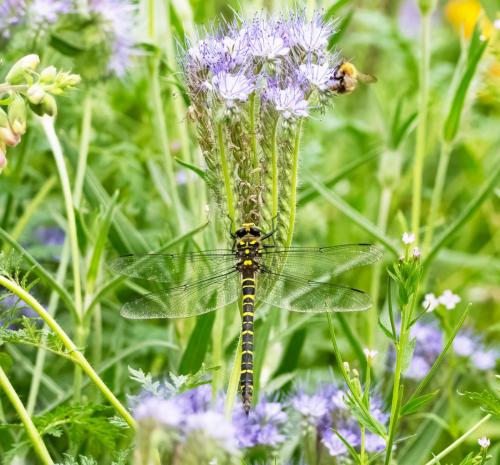 Dragonfly