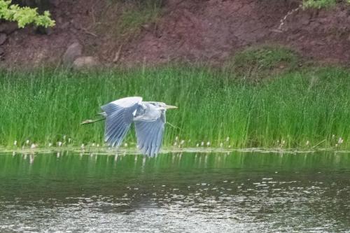 Grey Heron