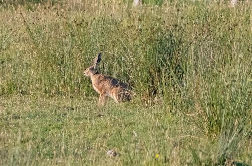 Evening hare