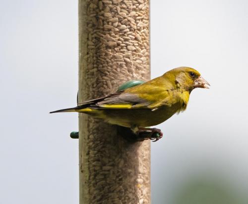 Greenfinch