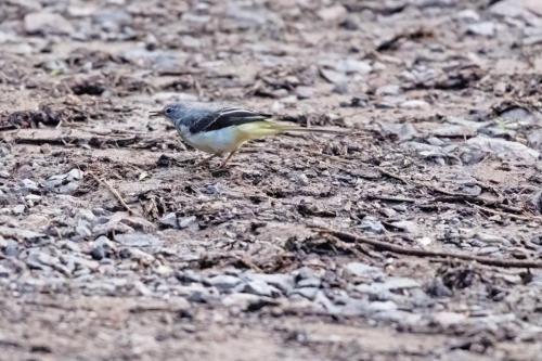 Grey Wagtail