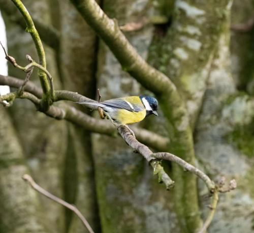 05 Feb 2023- Parkside Cumbria Great Tit