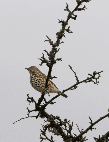 15 Feb 2023, Parkside, Cumbria -Song Thrush