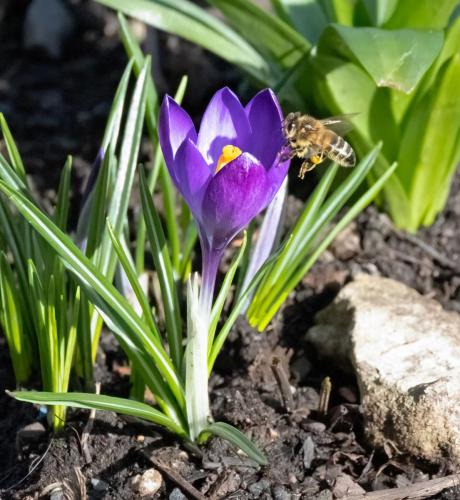 23 Feb 2023, Parkside, Cumbria -Honey Bee