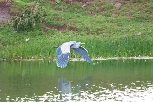 Grey Heron